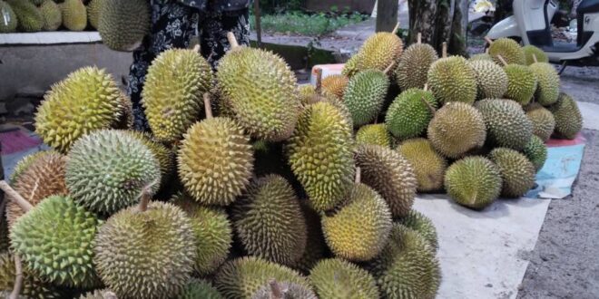 Musim Durian, Pedagang Dadakan Bermunculan