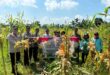 Polsek Dusun Tengah Gelar Panen Raya Jagung, Hasilkan 34 Ton Dukung Swasembada Pangan Nasional